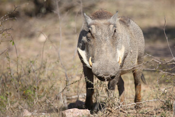 Warzenschwein / Warthog / Phacochoerus africanus