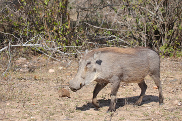 Warzenschwein / Warthog / Phacochoerus africanus