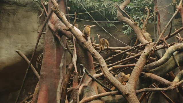 Monkeys play on tree, an island with waterfall, river, moat. group