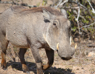 Warzenschwein / Warthog / Phacochoerus africanus