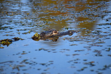 Small alligator swimming in lake tarpon