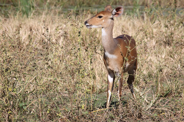 Buschbock / Bushbuck / Tregelaphus scriptus