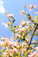Magnolia flowers against the blue sky, spring background. Bottom up view of magnolia blooming with pink flowers. Spring mood. Flowers with selective focus