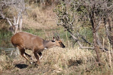 Buschbock und Rotschnabel-Madenhacker / Bushbuck and Red-billed oxpecker / Tregelaphus scriptus et...