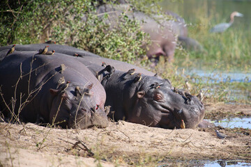 Flußpferd und Rotschnabel-Madenhacker / Hippopotamus and Red-billed oxpecker / Hippopotamus...