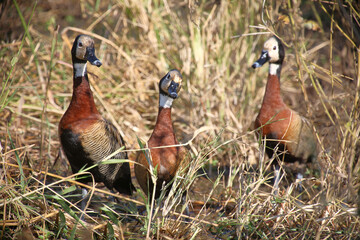 Witwenpfeifgans / White-faced duck / Dendrocygna viduata.