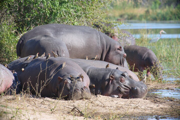 Flußpferd und Rotschnabel-Madenhacker / Hippopotamus and Red-billed oxpecker / Hippopotamus...