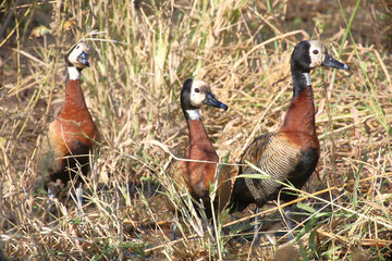 Witwenpfeifgans / White-faced duck / Dendrocygna viduata.