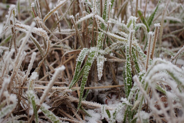 green grass in the frost in the park