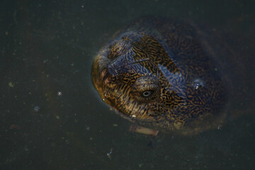 Obraz premium Starrbrust-Pelomeduse / Marsh or Helmeted turtle / Pelomedusa subrufa