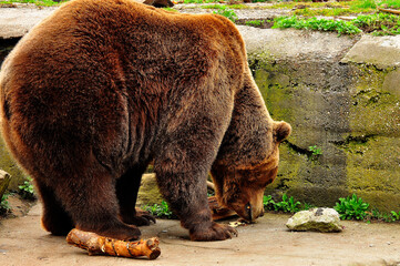 Animals are a traditionally (since the time of Aristotle) distinguished category of organisms, currently considered as a biological kingdom. Animals are the main object of zoology study.