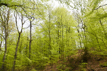 Obraz premium Beautiful spring deciduous forest, deciduous forest texture.