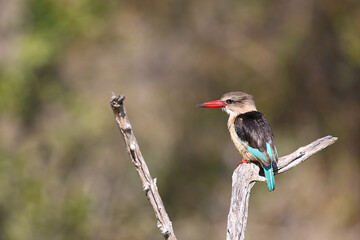 Braunkopfliest / Brown-hooded kingfisher / Halcyon albiventris