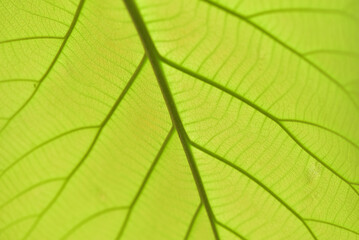 Naklejka na ściany i meble full frame translucent green leaves Leaf texture pattern for spring background, green leaves, ecology concept. Freshness.