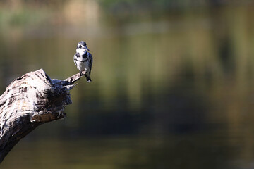 Graufischer / Pied kingfisher / Ceryle rudis
