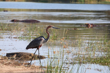 Goliathreiher und Nilkrokodil / Goliath heron and Nile crocodile / Ardea goliath et Crocodylus niloticus