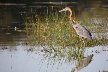 Goliathreiher / Goliath heron / Ardea goliath.