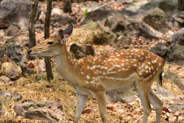Naklejka na ściany i meble Female sika deer looking into camera cute wildlife concept Brown Deer, Animal, Zoo