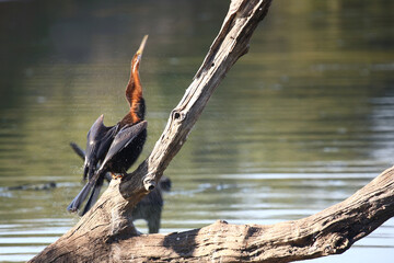 Afrikanischer Schlangenhalsvogel / African darter / Anhinga rufa