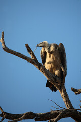 Weißrückengeier / White-backed vulture / Gyps africanus