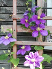 Fioletowe kwiaty © Julia