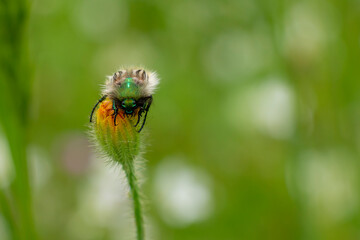 A small hairy green and brown beetle on yellow flower.