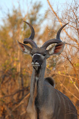 Großer Kudu / Greater kudu / Tragelaphus strepsiceros