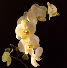 Flowers of yellow orchid Sahara phalaenopsis on black background. Beautiful home plants. Sunlight,...