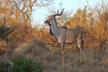 Großer Kudu / Greater kudu / Tragelaphus strepsiceros