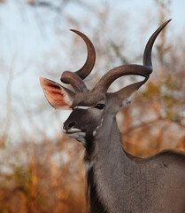 Großer Kudu / Greater kudu / Tragelaphus strepsiceros