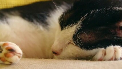 Close up to a cute pet cat in deep sleep at home, candid carefree moment 