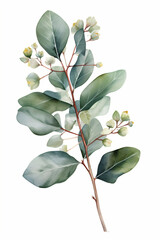 Eucalyptus branch illustration on a white background, Generative AI