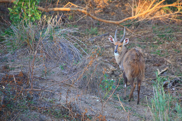 Buschbock / Bushbuck / Tregelaphus scriptus