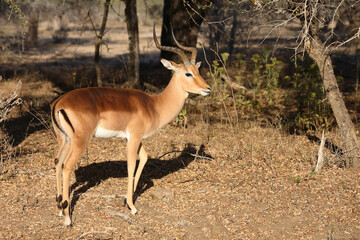 Schwarzfersenantilope / Impala / Aepyceros melampus