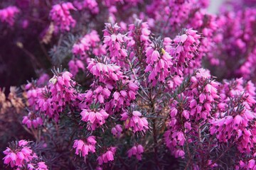 Pink flowers of heather (Calluna vulgaris) in the garden