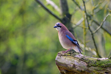 Fototapeta premium Eurasian Jay, Garrulus Glandarius, perched on a tree stump