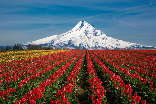 Tulip fields with Mt Hood in the background near Woodburn, Oregon