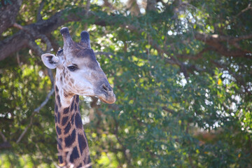 Giraffe / Giraffe / Giraffa camelopardalis