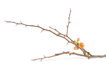 A branch of a apple kwee blossom also know as apple quince blossom on a white background