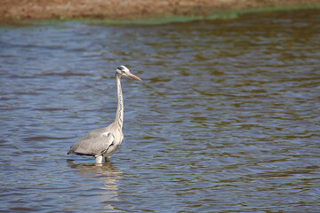 Afrikanischer Graureiher / Grey heron / Ardea cinerea