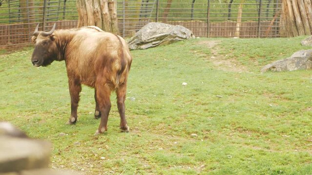 Indian takin grazes in meadow, eats grass, looks at camera, endangered species.