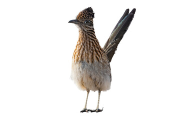 Roadrunner, Greator (Geococcyx californianus) Photo in Profile on a Transparent Background