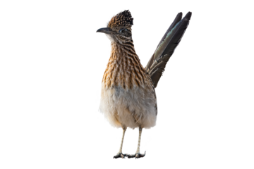 Roadrunner, Greator (Geococcyx californianus) Photo in Profile on a Transparent Background