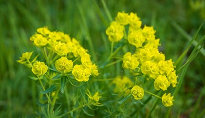 Euphorbia cyanea yellow flowers on green meadow