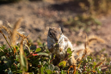 Ardilla moruna en dos patas comiendo Atlantoxerus getulus