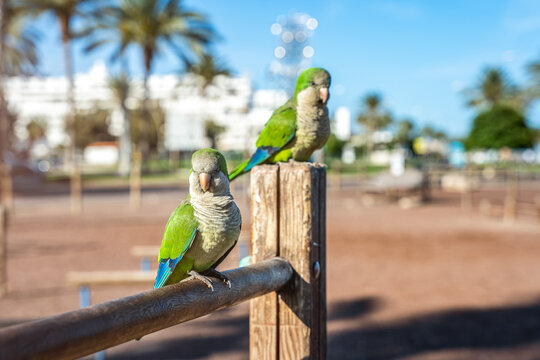 cotorras argentinas posando sobre tronco de madera Myiopsitta monachus