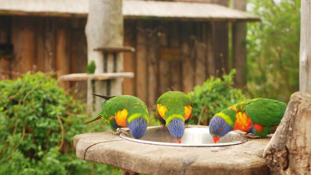 Beautiful Australian parrot multicolored, close up, portrait. drinking, eating and playing, group.