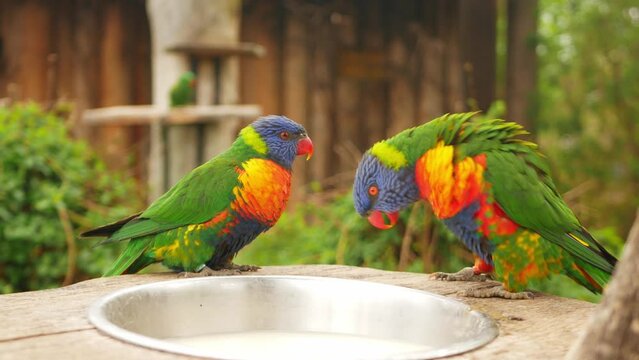 Beautiful Australian parrot multicolored, close up, portrait. Two parrots playing, mating games, male flaunts.