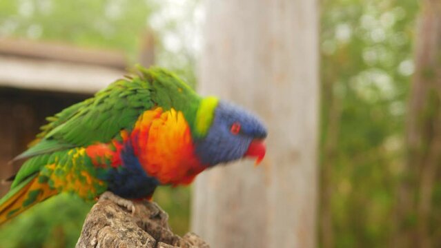 blurred Beautiful Australian parrot multicolored, close up, portrait.
