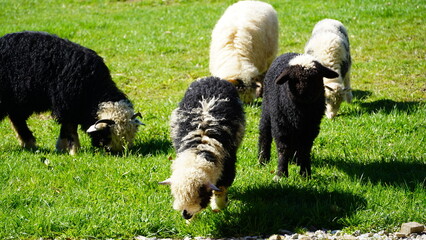 flock of sheep in the mountains, white sheep and black sheep farm nature tatra national park © Kamila